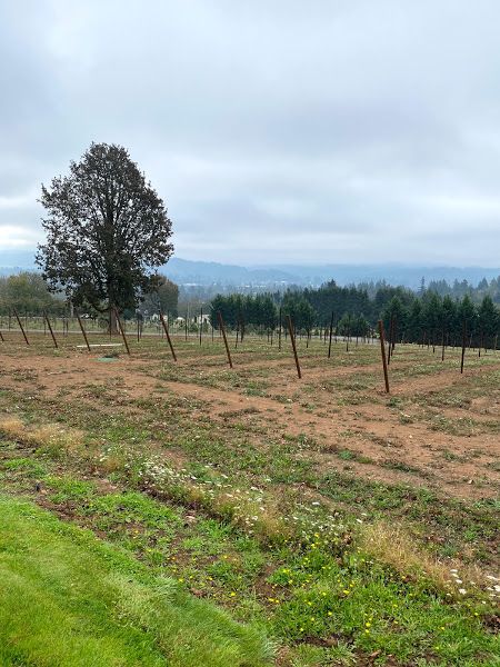 Moore Family Vineyards – Let's start at the very beginning, that’s a very good place to start