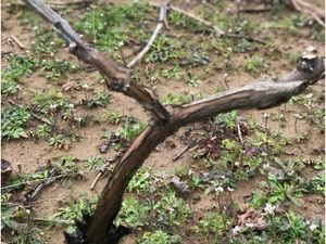 Grapevine Pruning 101-a lesson in vineyard management